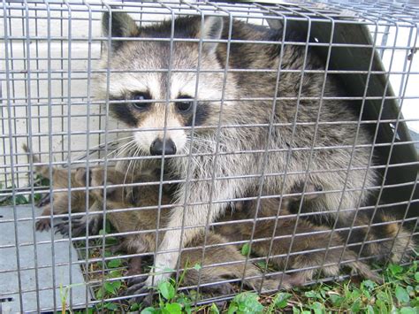 does animal control kill raccoons what's your perspective on humane trapping?